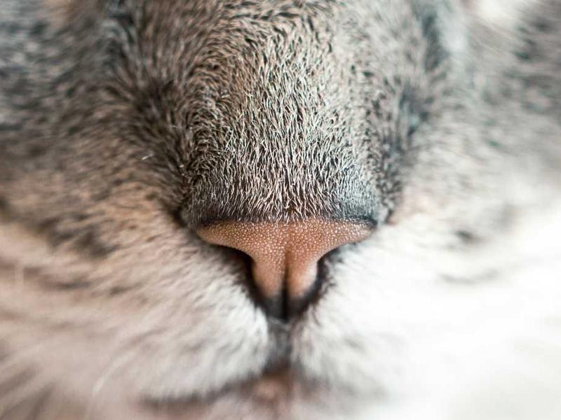 Sunset Boat Tour con Aperitivo